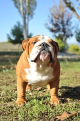 English Bulldog purebred dog brown and white in the park