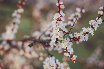 Beautiful floral spring abstract background of nature. Branches of blossoming apricot macro with soft focus on gentle light blue sky background. For easter and spring greeting cards with copy space