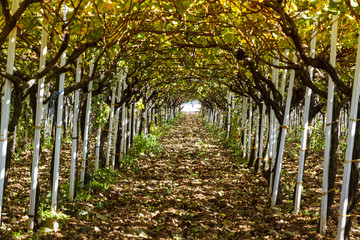 vi&ntilde;edos en el campo despues de la cosecha