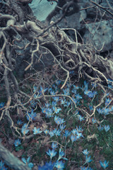 Melancholy landscape