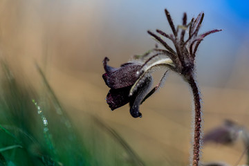 Pulsatilla pratensis - dark violet flower of pasque flower with beautiful bokeh