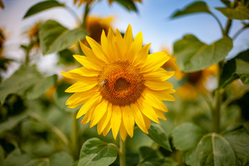 Sunflower