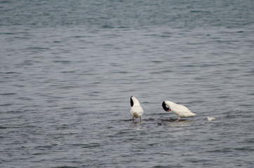 Black-necked swans Cygnus melancoryphus on the sea.