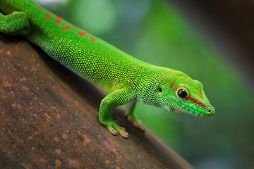 Madagascar Day Gecko - Phelsuma madagascariensis, Madagascar forest, Cute endemic Madagascar lizard.
