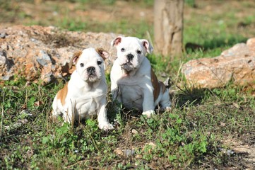 Couple of english bulldog puppies on the grass in the park