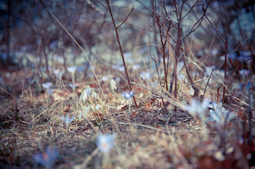 Melancholy landscape