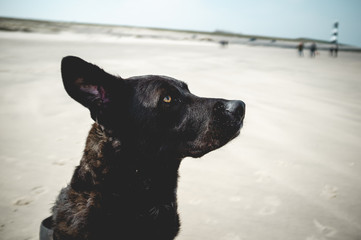 Black dog at an empty beach