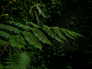 Fototapeta na wymiar Farn Blätter im Wald
