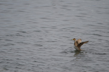 Chilean teals Anas flavirostris flavirostris flapping its wings.