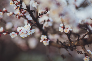 Beautiful floral spring abstract background of nature. Branches of blossoming apricot macro with soft focus on gentle light blue sky background. For easter and spring greeting cards with copy space