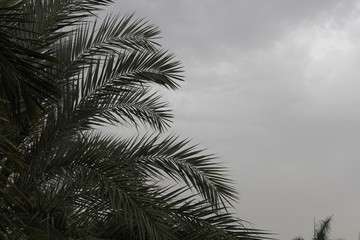 palm tree on background of Grey sky