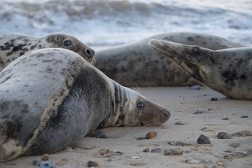 Group of seals lying on sandy beach