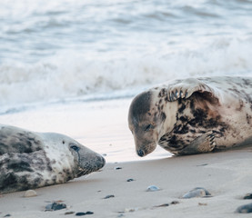 Group of seals lying on sandy beach