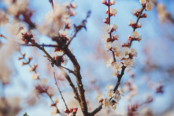 Beautiful floral spring abstract background of nature. Branches of blossoming apricot macro with soft focus on gentle light blue sky background. For easter and spring greeting cards with copy space