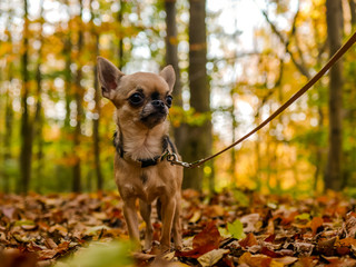 Chihuahua Hund im Wald im Herbst