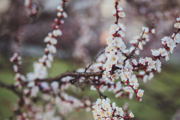 Beautiful floral spring abstract background of nature. Branches of blossoming apricot macro with soft focus on gentle light blue sky background. For easter and spring greeting cards with copy space