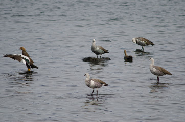 Fototapeta premium Upland geese Chloephaga picta on the sea.