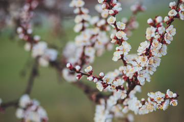 Beautiful floral spring abstract background of nature. Branches of blossoming apricot macro with soft focus on gentle light blue sky background. For easter and spring greeting cards with copy space