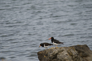 Magellanic oystercatchers Haematopus leucopodus on a rock.