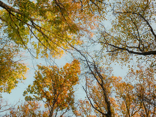 Baumkronen im Herbst bei blauem Himmel