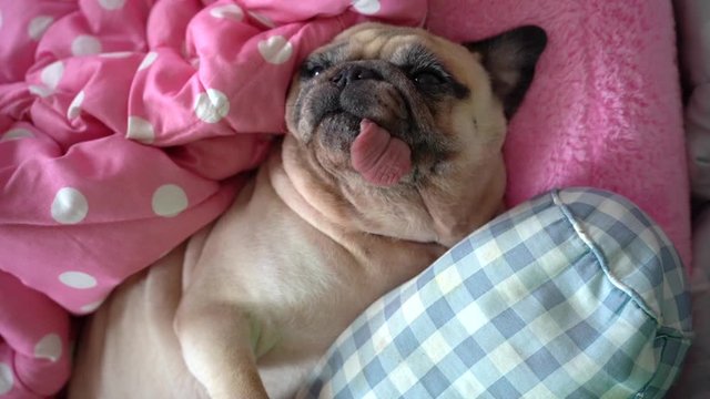 Slow Motion of Cute Pug dog having a siesta an resting in bed on a pillow on his back and wrapped with blanket , tongue sticking out looking very funny