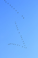 clear sky and migration birds