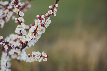 Beautiful floral spring abstract background of nature. Branches of blossoming apricot macro with soft focus on gentle light blue sky background. For easter and spring greeting cards with copy space