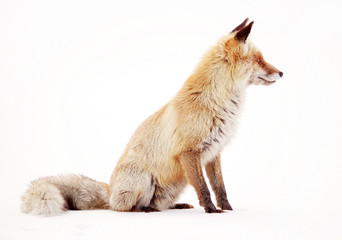 Wild fox in winter natural habitat