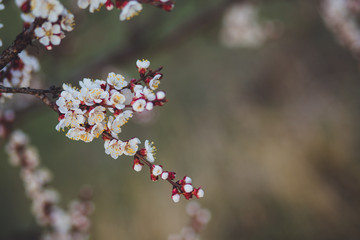 Beautiful floral spring abstract background of nature. Branches of blossoming apricot macro with soft focus on gentle light blue sky background. For easter and spring greeting cards with copy space