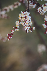 Beautiful floral spring abstract background of nature. Branches of blossoming apricot macro with soft focus on gentle light blue sky background. For easter and spring greeting cards with copy space