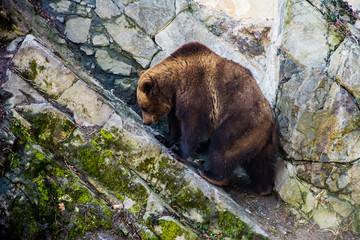 brown bear