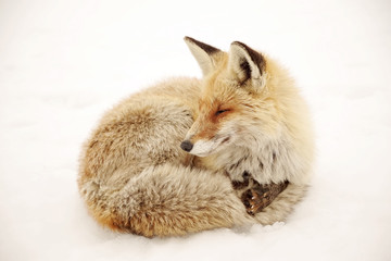 Wild fox in winter natural habitat