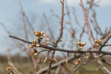 Spring Blossom Cherry Tree Branch
