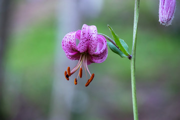 Lilium martagon, a beautiful martagon lily or Turk's cap lily