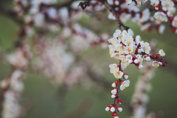 Beautiful floral spring abstract background of nature. Branches of blossoming apricot macro with soft focus on gentle light blue sky background. For easter and spring greeting cards with copy space