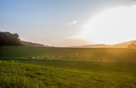 Country idyll  in Normandy at May . Cows  walking  and  eating grass illuminates by sunbeam 