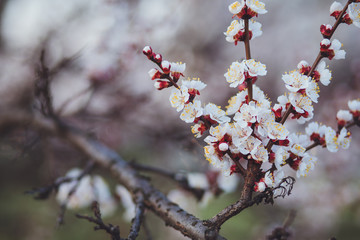 Beautiful floral spring abstract background of nature. Branches of blossoming apricot macro with soft focus on gentle light blue sky background. For easter and spring greeting cards with copy space