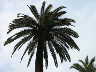Palm with sky background