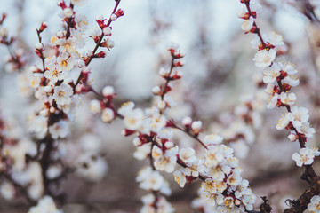 Beautiful floral spring abstract background of nature. Branches of blossoming apricot macro with soft focus on gentle light blue sky background. For easter and spring greeting cards with copy space