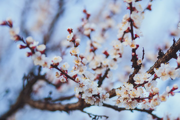 Beautiful floral spring abstract background of nature. Branches of blossoming apricot macro with soft focus on gentle light blue sky background. For easter and spring greeting cards with copy space