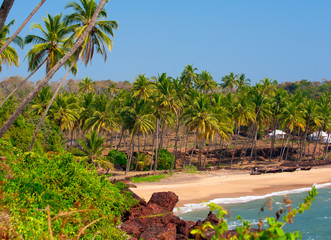 Fototapeta na wymiar Coast of the sea with palm trees on Goa..