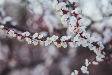 Beautiful floral spring abstract background of nature. Branches of blossoming apricot macro with soft focus on gentle light blue sky background. For easter and spring greeting cards with copy space