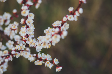 Beautiful floral spring abstract background of nature. Branches of blossoming apricot macro with soft focus on gentle light blue sky background. For easter and spring greeting cards with copy space