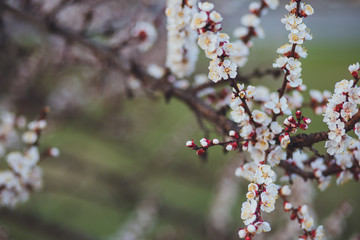 Beautiful floral spring abstract background of nature. Branches of blossoming apricot macro with soft focus on gentle light blue sky background. For easter and spring greeting cards with copy space