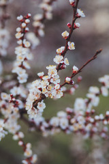 Beautiful floral spring abstract background of nature. Branches of blossoming apricot macro with soft focus on gentle light blue sky background. For easter and spring greeting cards with copy space