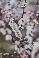 Beautiful floral spring abstract background of nature. Branches of blossoming apricot macro with soft focus on gentle light blue sky background. For easter and spring greeting cards with copy space