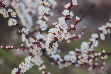 Beautiful floral spring abstract background of nature. Branches of blossoming apricot macro with soft focus on gentle light blue sky background. For easter and spring greeting cards with copy space
