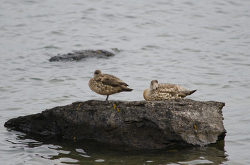 Patagonian crested duck Lophonetta specularioides specularioides resting.