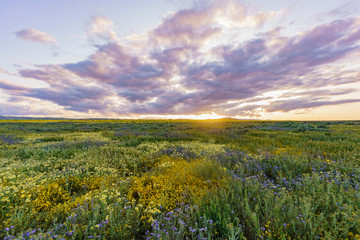 Sunset view of the beautiful yellow goldifelds and tidy tips blossom