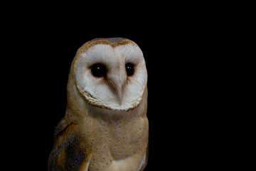 portrait of a young beautiful red owl barn owl (Tyto alba) close-up